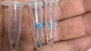 全自動組織研磨儀對蒼蠅腿的研磨實(shí)驗操作效果