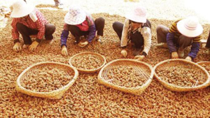 藥用植物三七用凈信組織研磨儀研磨提取DNA實(shí)驗